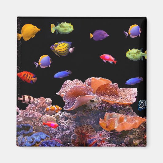 Aimant Image de poisson tropical pour Carré-aimant (Devant)