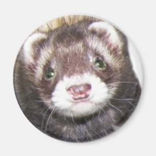 Aimant Image du visage de Ferret