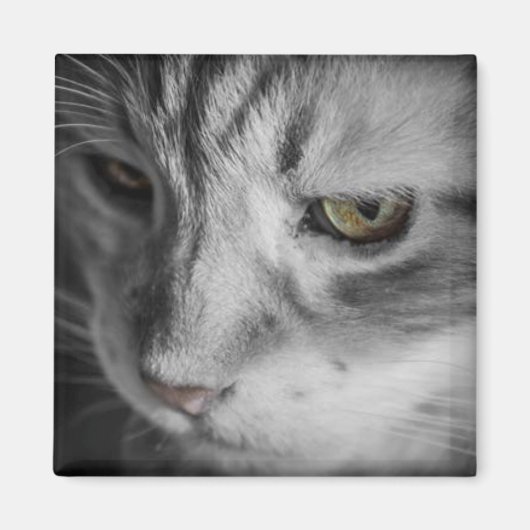 Aimant Image en noir et blanc de chat (Devant)