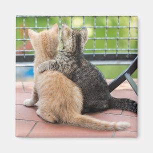 Aimant Images de Getty deux chatons sur un balcon