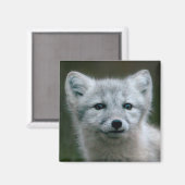 Aimant Images Getty | Arctic Fox Kit (Recto/Verso)