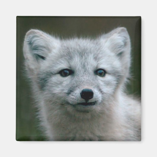 Aimant Images Getty | Arctic Fox Kit (Devant)