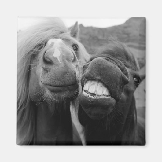 Aimant Images Getty | Chevaux souriants (Devant)