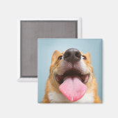 Aimant Images Getty | Corgi très heureux (Recto/Verso)
