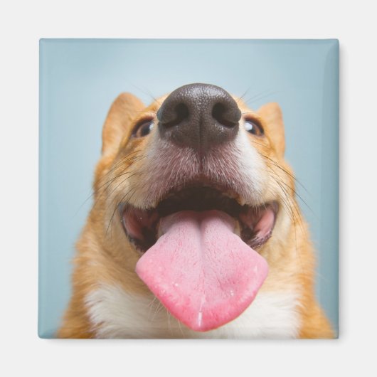 Aimant Images Getty | Corgi très heureux (Devant)