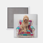 Aimant Images Getty | Cute Goldendoodle (Recto/Verso)