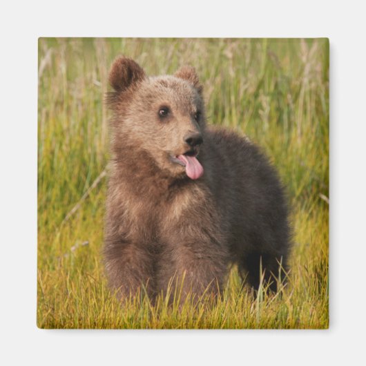 Aimant Images Getty | Drôle bébé ours (Devant)