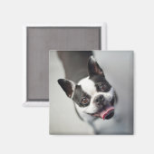 Aimant Images Getty | French Bulldog (Recto/Verso)