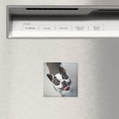 Aimant Images Getty | French Bulldog (In Situ (Lave-vaisselle))
