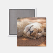 Aimant Images Getty | Lion couché (Recto/Verso)