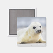 Aimant Images Getty | Phoque bébé (Recto/Verso)