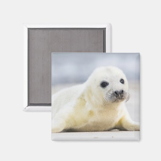 Aimant Images Getty | Phoque bébé (Recto/Verso)