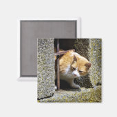 Aimant 🧲 Imán "Gato mirando en Sayago" (Recto/Verso)