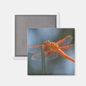 AIMANT IMG_3251 (Recto/Verso)