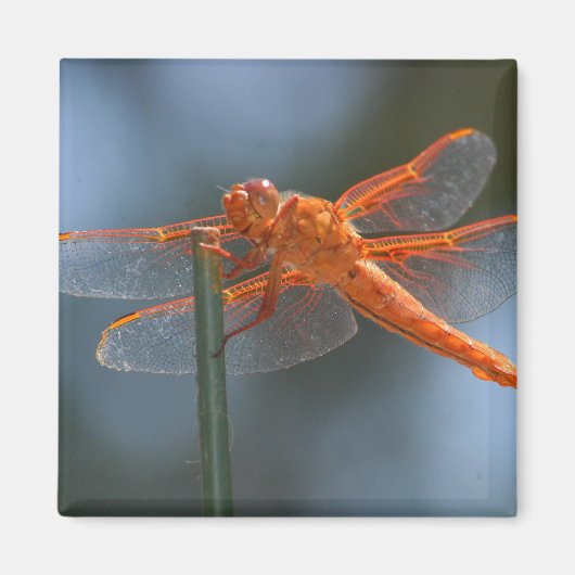 AIMANT IMG_3251 (Devant)