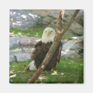 Aimant IMG_6126, upliftingphotography.net Amérique