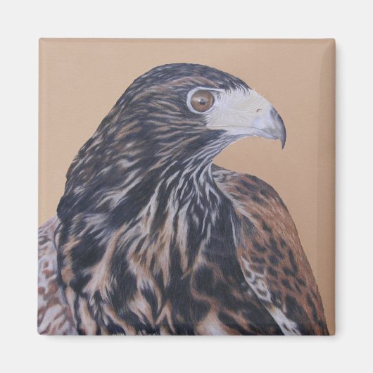 Aimant Immature Harris Hawk (Devant)