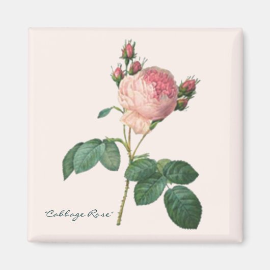 Aimant Impression botanique Rose de chou (Devant)