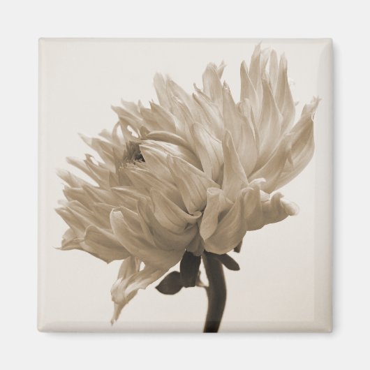 Aimant impression dahlia sepia (Devant)
