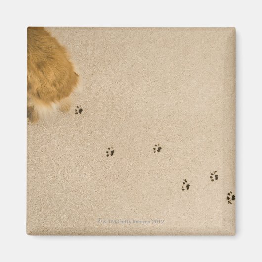 Aimant Impression de chien sur tapis (Devant)