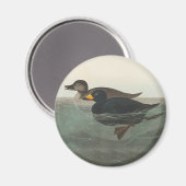 Aimant Impression de Macreuse noire d'Audubon : Canard cô (Recto/Verso)