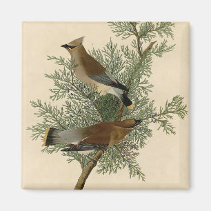 Aimant Impression d'oiseau de John James Audubon Jaseur b