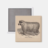 Aimant Imprimé au 19e siècle année Cotswold brebis (Recto/Verso)
