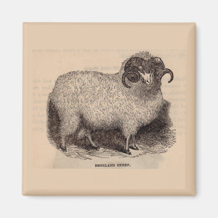 Aimant Imprimerie du 19e siècle moutons des Highlands