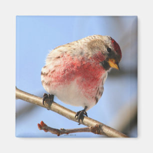 Aimant Inclinaison de l'aimant de Redpoll
