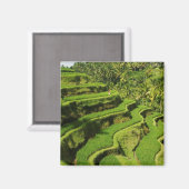 Aimant Indonésie, Bali | Rizières (Recto/Verso)