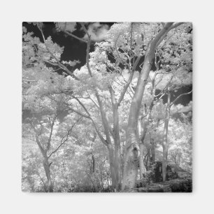 Aimant Infra rouge d'arbres bâtiments et sentiers de Las