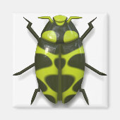 Aimant insecte insecte insecte insecte cocu (Devant)