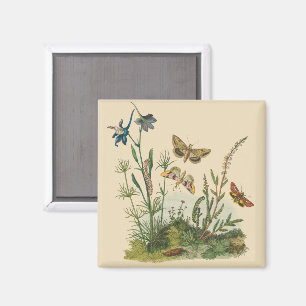 Aimant Insectes de jardin vintage, papillons, chenilles