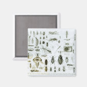 Aimant Insectes Entomologiques (Recto/Verso)