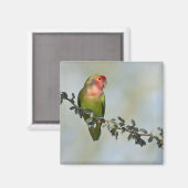Aimant Inséparable à visage rose sur une branche. (Recto/Verso)