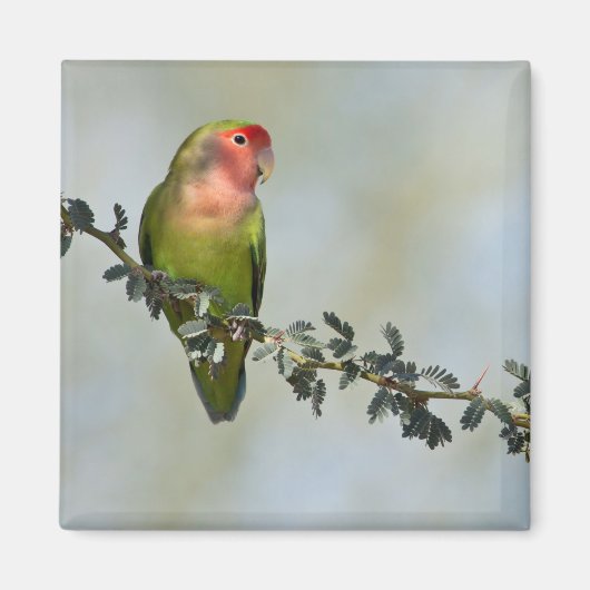 Aimant Inséparable à visage rose sur une branche. (Devant)