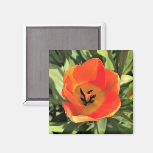 Aimant Intérieur de la tulipe orange (Recto/Verso)