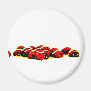 Aimant invasion de coccinelle