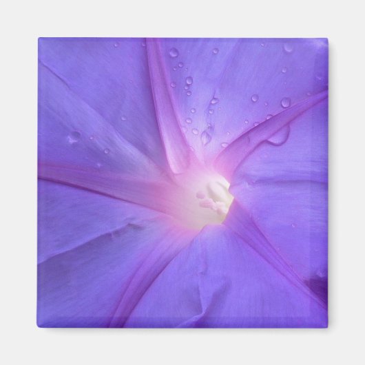 Aimant ipomée (Devant)