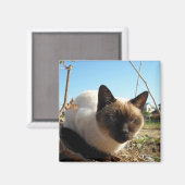 Aimant Irate Kitty (Recto/Verso)