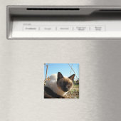 Aimant Irate Kitty (In Situ (Lave-vaisselle))