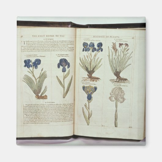 Aimant Iris (Devant)