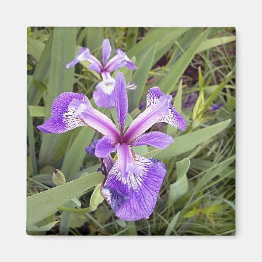 Aimant Iris 2 violet (Devant)