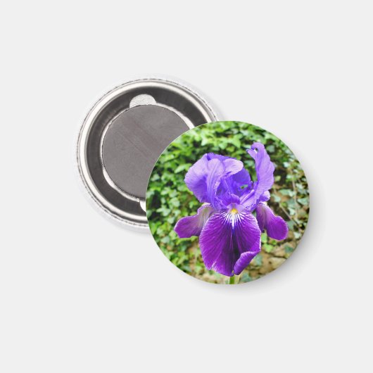 Aimant Iris à poils (Recto/Verso)