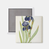 Aimant Iris Germanica, de "Les Liliacées", 1805 (Recto/Verso)