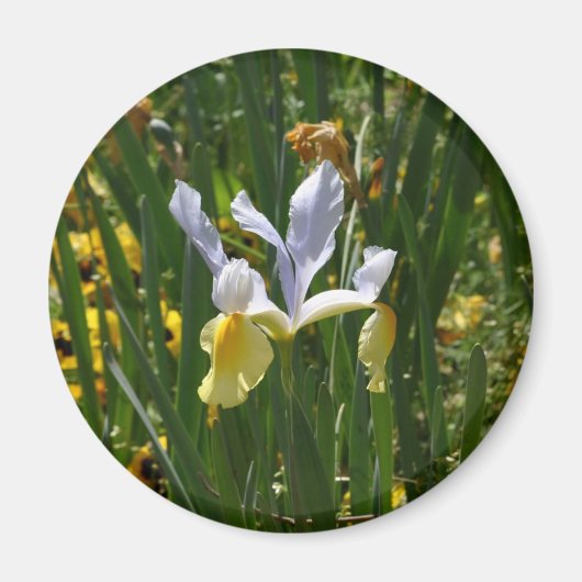 Aimant iris jaune et violet 12x10 (Devant)