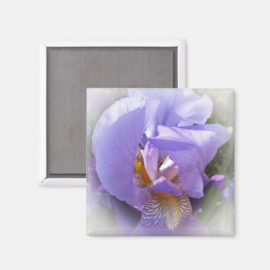 Aimant iris pourpre (Recto/Verso)