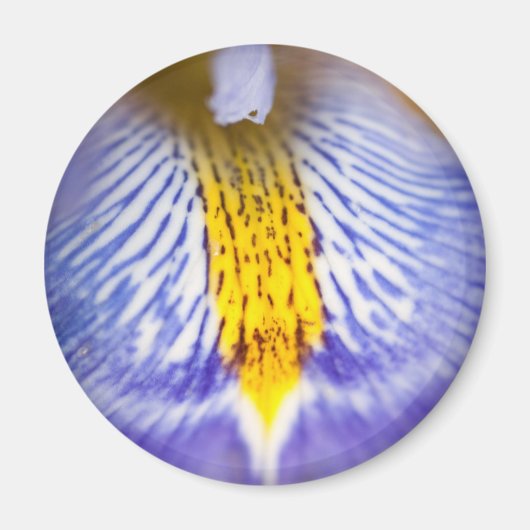 Aimant Iris pourpre (Devant)