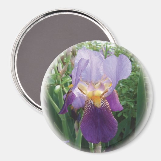 Aimant Iris pourpre (Recto/Verso)
