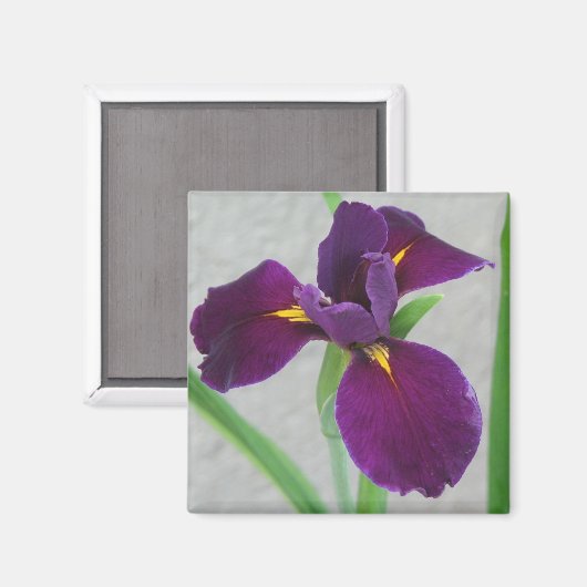 Aimant Iris pourpre (Recto/Verso)